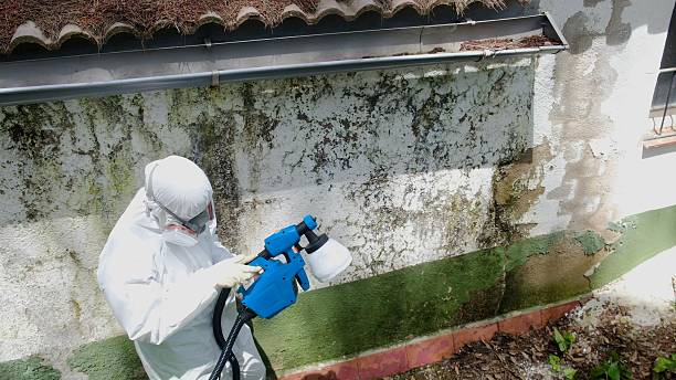 Top rated local Mold Remediation specialists in Greenville, MI